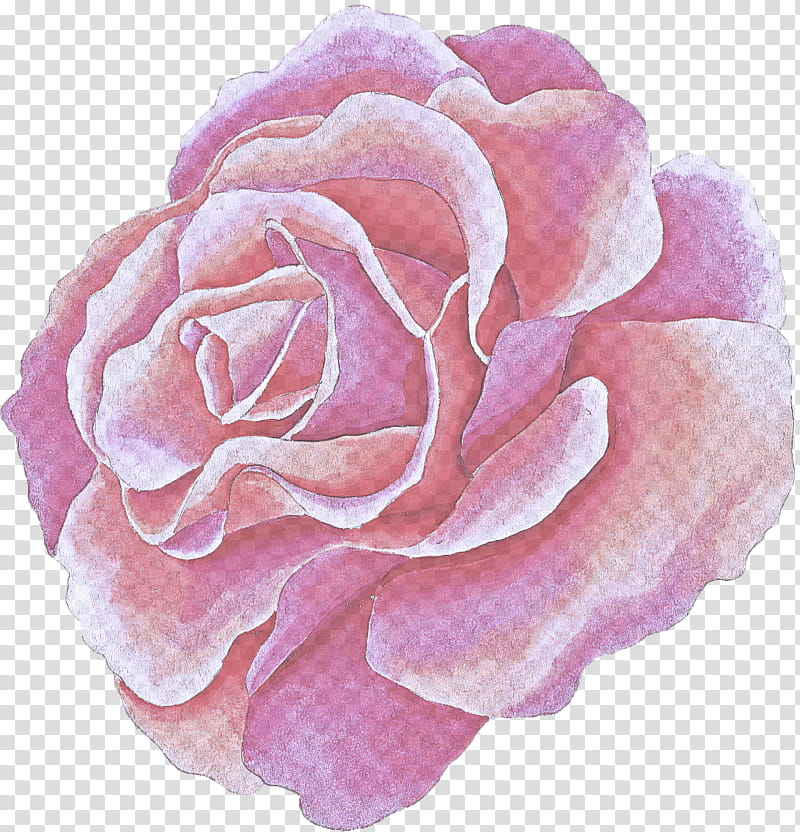 Garden roses, Pink, Petal, Flower, Hybrid Tea Rose, Rose Family, Floribunda, Plant transparent background PNG clipart