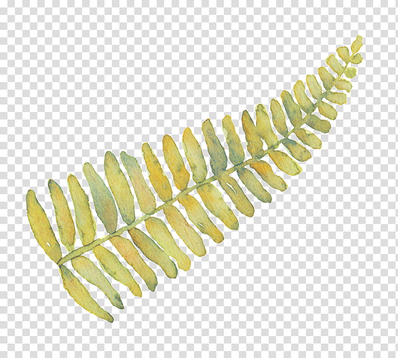 Watercolor Leaf, Fern, Pteridophytes, Drawing, Eagle Fern, Plants, Blechnum Gibbum, Watercolor Painting transparent background PNG clipart