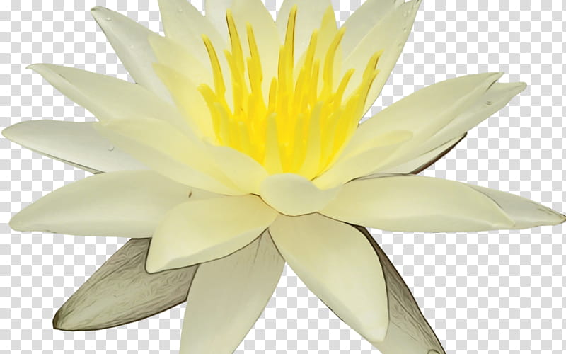 fragrant white water lily flower white petal yellow, Watercolor, Paint, Wet Ink, Aquatic Plant, Lotus Family transparent background PNG clipart