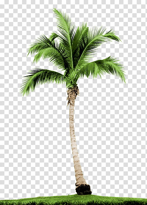 Summer, coconut tree transparent background PNG clipart