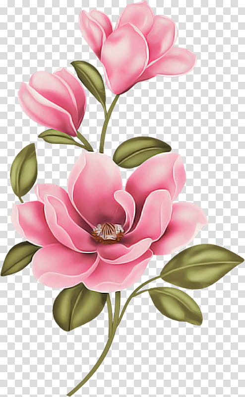 flower petal pink plant cut flowers, Magnolia, Magnolia Family, Watercolor Paint, Plant Stem, Southern Magnolia, Chinese Magnolia, Blossom transparent background PNG clipart