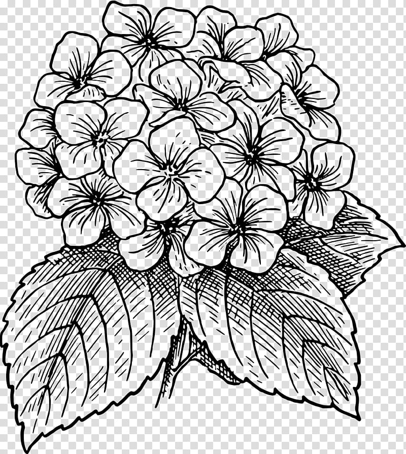 Flower Line Art, Floral Design, Coloring Book, Drawing, Hydrangea, Creativity, Visual Arts, Blackandwhite transparent background PNG clipart