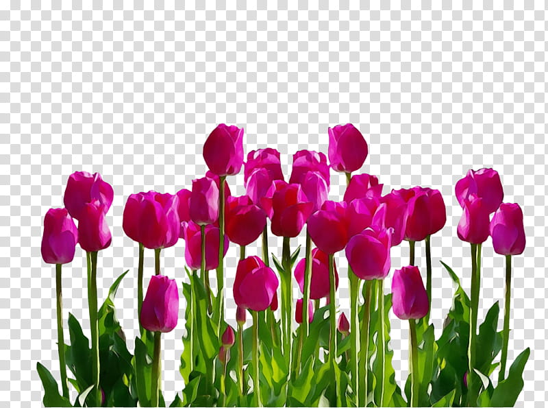 Purple Watercolor Flower, Paint, Wet Ink, Tulip, Flower Bouquet, Daffodil, Cut Flowers, Blume transparent background PNG clipart