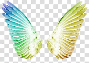 Wings transparent background PNG clipart thumbnail
