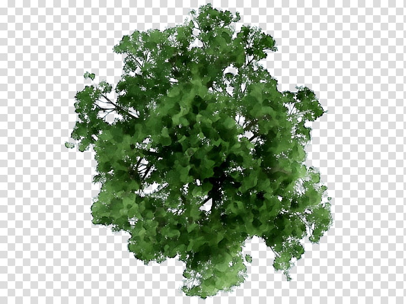 Forest, Leaf, Greens, Vancouver, Urban Forest, Canopy, Tree, Urban Area transparent background PNG clipart