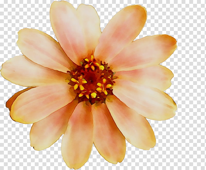 Orange, Daisy Family, Orange Sa, Common Daisy, Petal, Flower, Yellow, Plant transparent background PNG clipart
