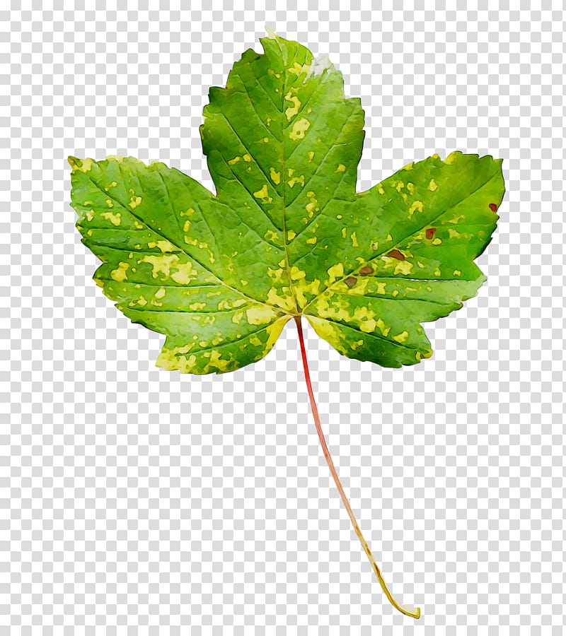 Green Leaf, Plant Stem, Plants, Flower, Herb, Great Masterwort, Plane, Cinquefoil transparent background PNG clipart