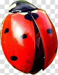Spring, red ladybug transparent background PNG clipart