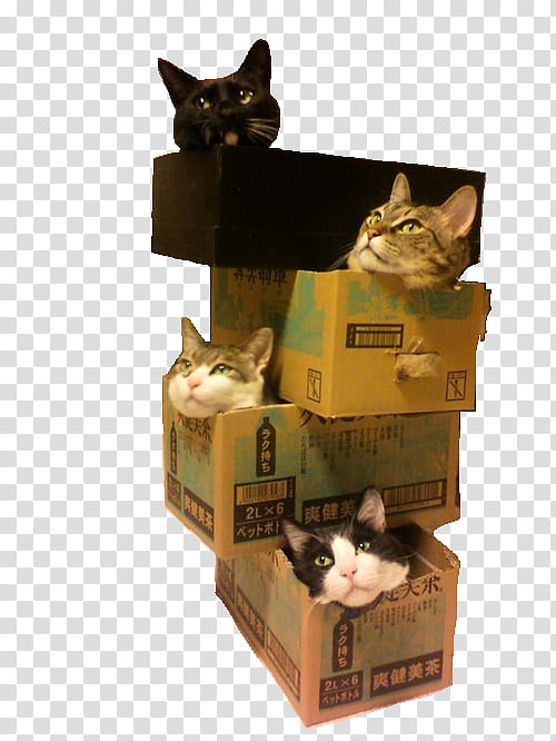 DVL PRY S, pile of four cats inside box transparent background PNG clipart