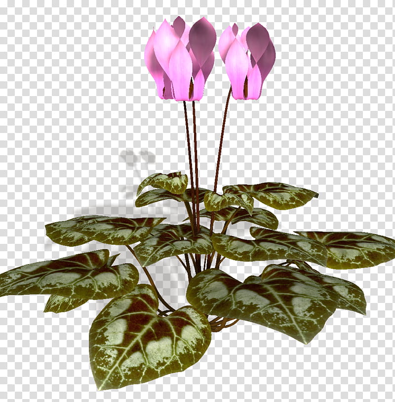 SYOCK cyclamen, pink cyclamen flowers illustration transparent background PNG clipart