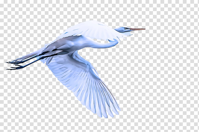 Feather, Bird, Wing, Beak, Tern, Seabird, Lari, Great Egret transparent background PNG clipart