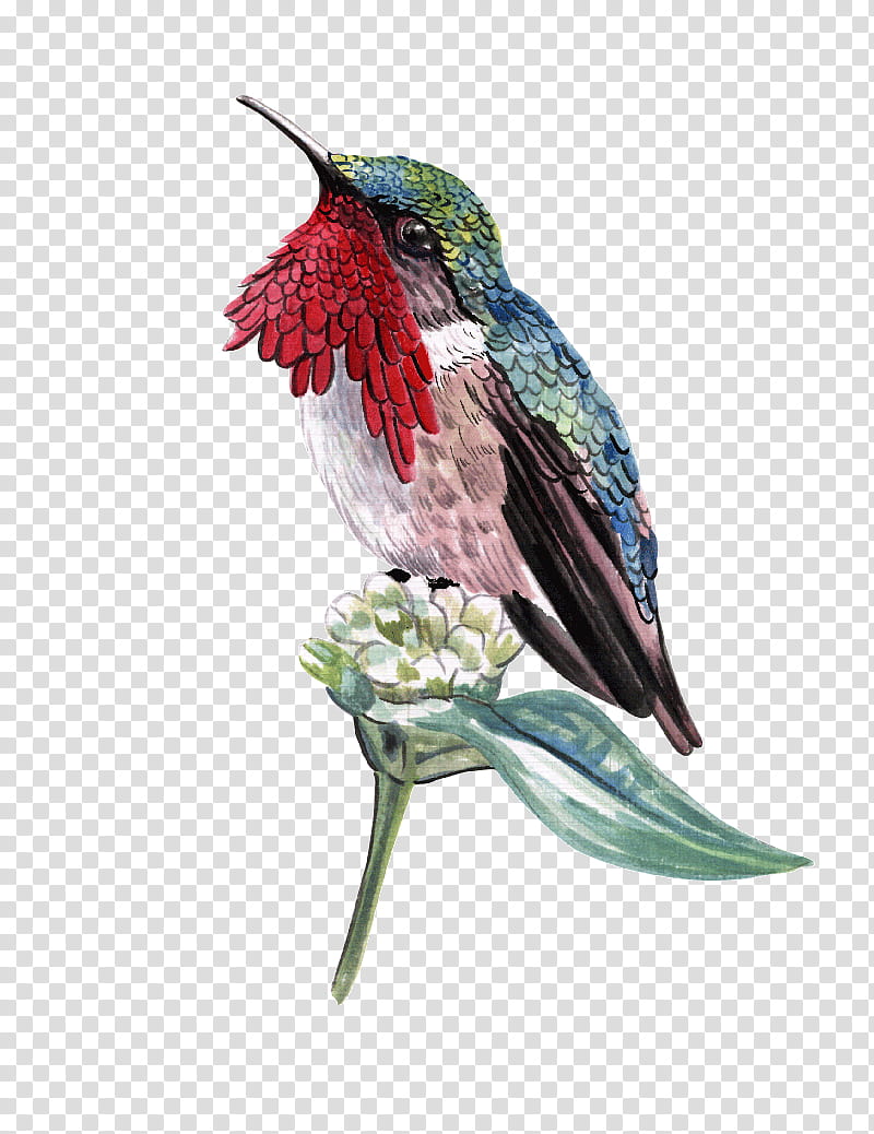 Cartoon Bird, Hummingbird, Rubythroated Hummingbird, Blackchinned Hummingbird, Decoupage, Beak, Archilochus, Rufous Hummingbird transparent background PNG clipart