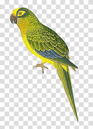 Green Parrot Clip Art at Clker.com - vector clip art online, royalty free &  public domain