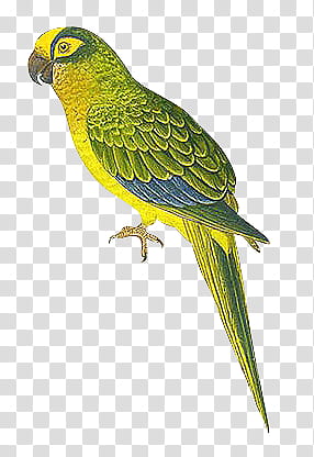 mochizuki birds, green parrot drawing transparent background PNG clipart