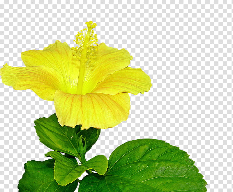 Hawaiian Flower, Shoeblackplant, Yellow Hibiscus, Halberdleaf Rosemallow, Shrub, Plants, Rosemallows, Hawaiian Hibiscus transparent background PNG clipart