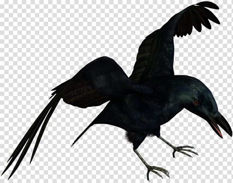 D Raven , black crow transparent background PNG clipart