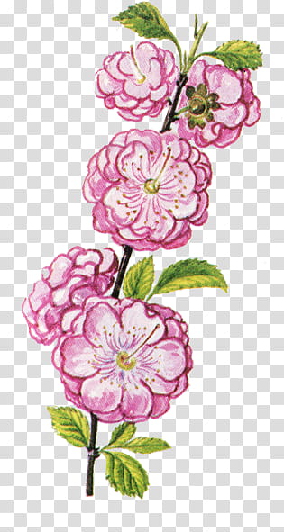 floral, pink cherry blossoms art transparent background PNG clipart