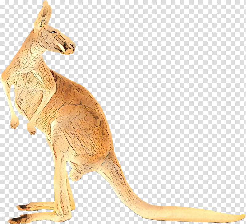 Koala, Kangaroo, Australia, Macropods, Macropus, Boxing Kangaroo, Macropodidae, Red Kangaroo transparent background PNG clipart