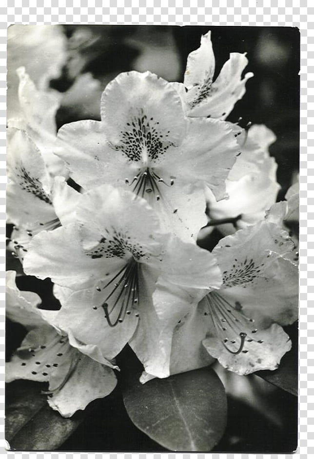 SET Postcards part, grayscale graphy of Rhododendron flower transparent background PNG clipart