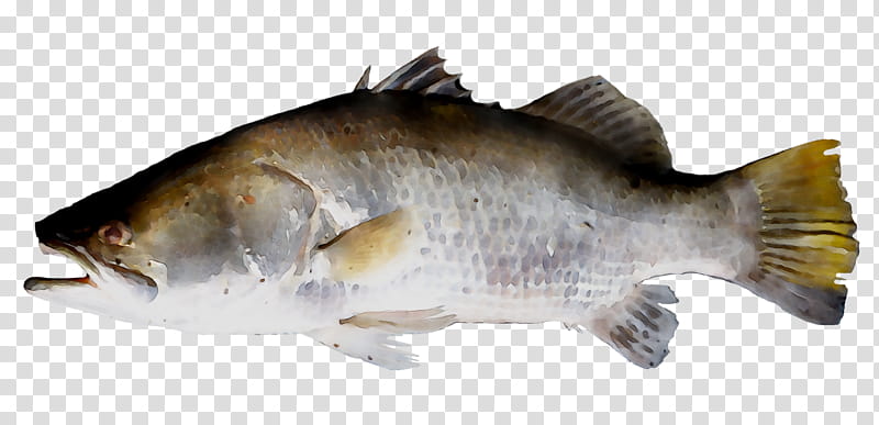 Fishing, Common Carp, Barramundi, Tilapia, Goldfish, Salmon, Oily Fish, Fish Products transparent background PNG clipart