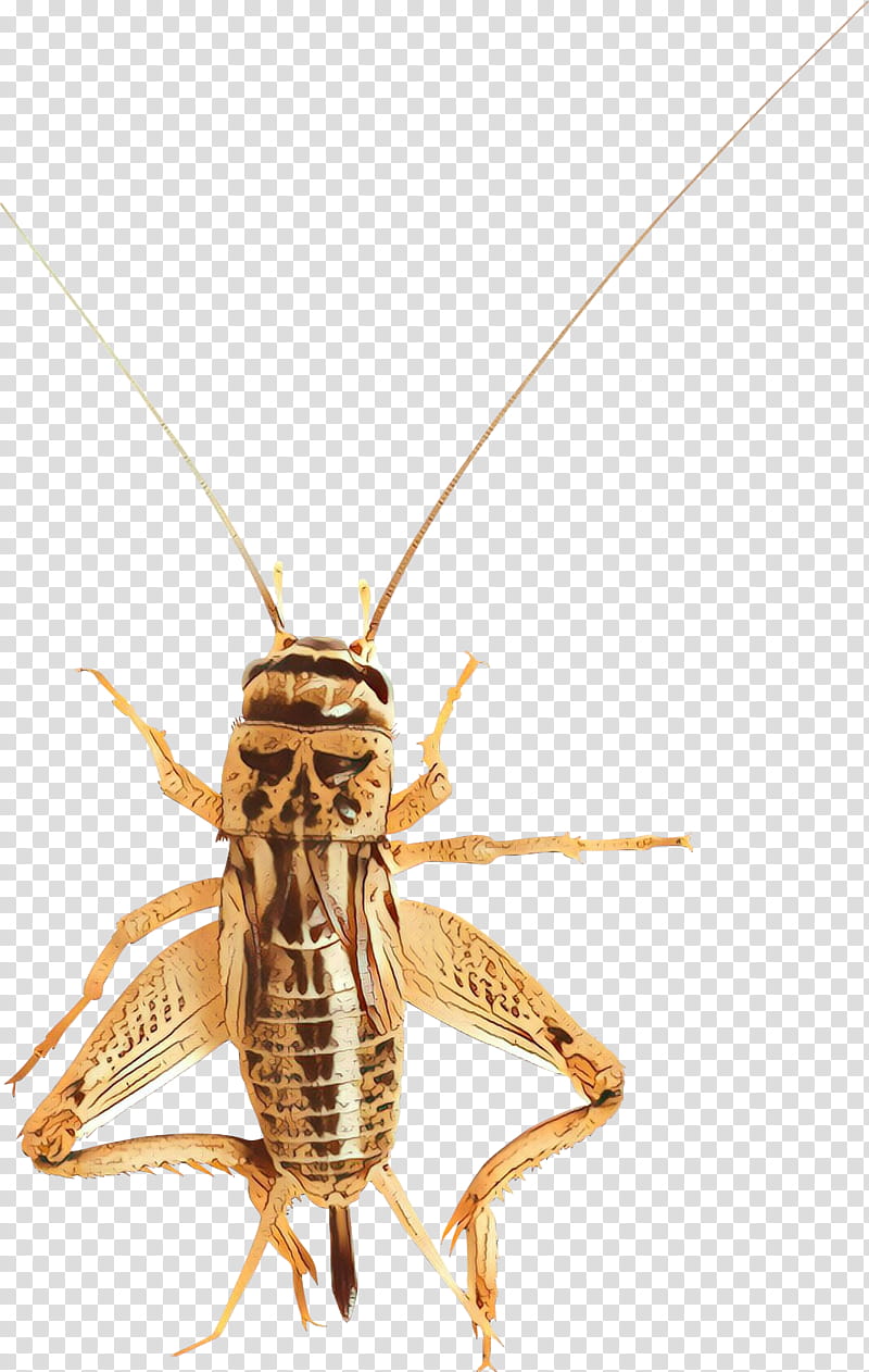 Insect Locust Pest Cricket Macro, Cartoon, Membrane, Cricketlike Insect, Miridae, Longhorn Beetle, Scentless Plant Bugs, Grasshopper transparent background PNG clipart