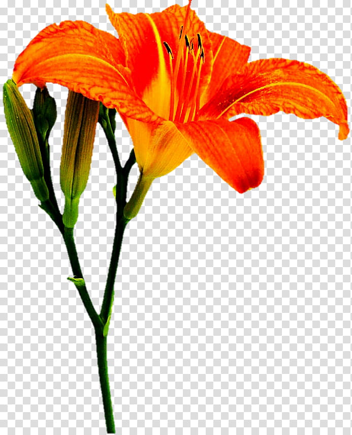 Orange Lily transparent background PNG clipart