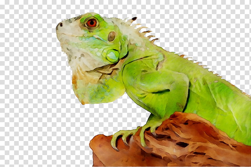 Cat, Lizard, Reptile, Green Iguana, Pet, Chameleons, Pet Shop, Reptiles And Amphibians transparent background PNG clipart