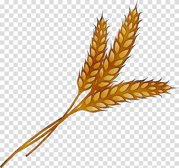 Grass, Wheat, Grain, Cereal, Barley, Rye, Harvest, Malt transparent background PNG clipart