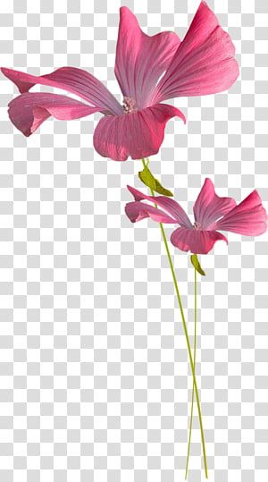 Watercolor Pink Flowers, Watercolor Flowers, Islam, Watercolor Painting, 2018, Petal, Instagram, Floral Design transparent background PNG clipart thumbnail