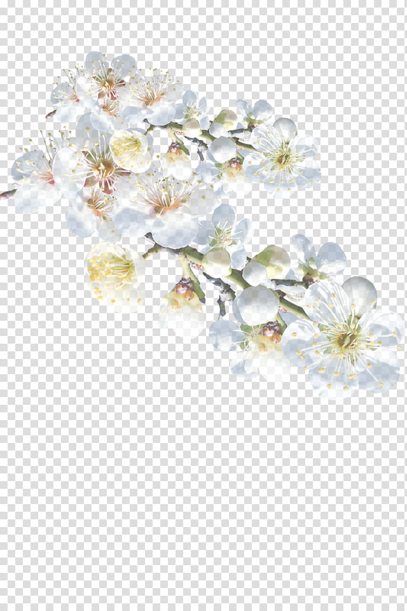 white flower blossom plant petal, Cut Flowers, Branch, Fashion Accessory, Hair Accessory, Moth Orchid transparent background PNG clipart
