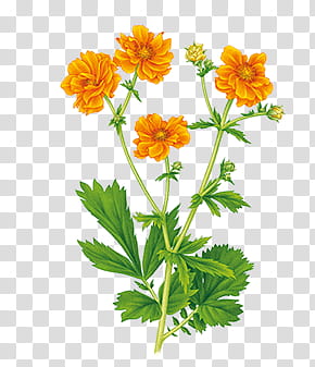 , orange marigold flowers illustration transparent background PNG clipart