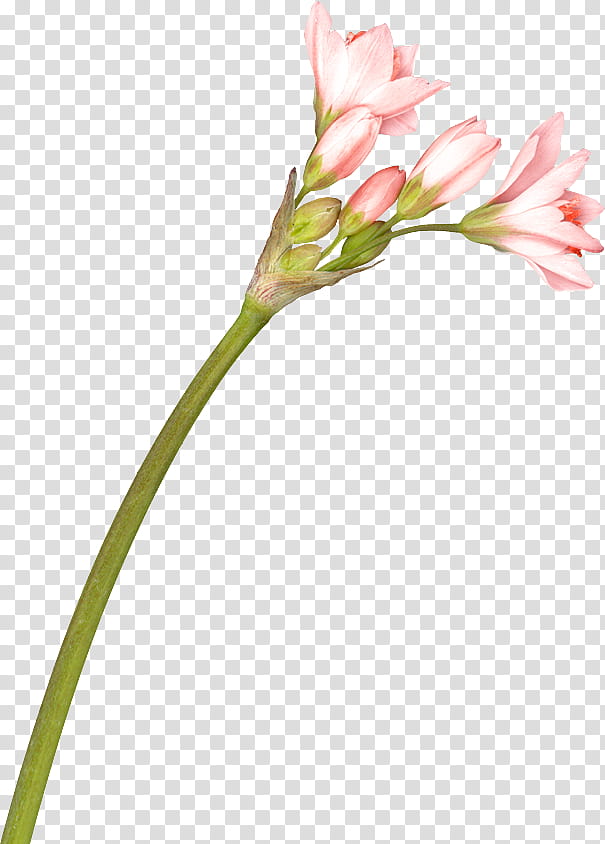 Lily Flower, Lily Of The Incas, Cut Flowers, Petal, Bud, Plants, Floral Design, Pink transparent background PNG clipart