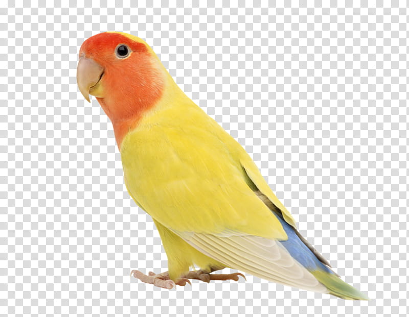 Bird Parrot, Budgerigar, Rosyfaced Lovebird, Cockatiel, Parrots, Fischers Lovebird, Pet, Parakeet transparent background PNG clipart