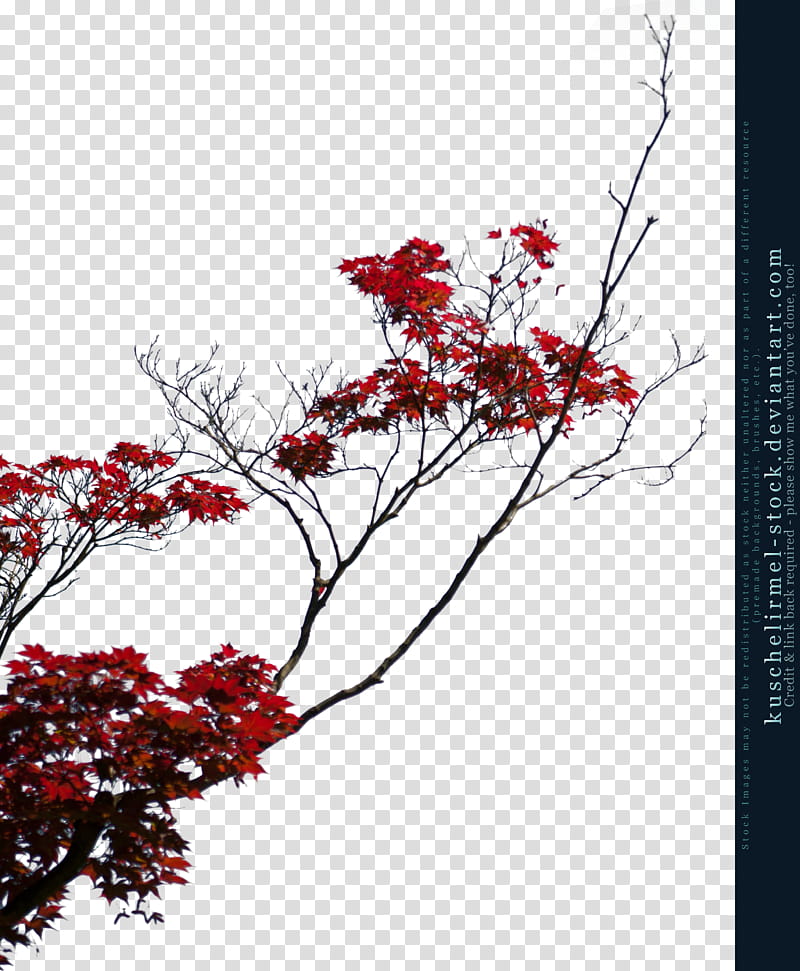 Red Acorn Branches Cut Out, red-leafed tree transparent background PNG clipart