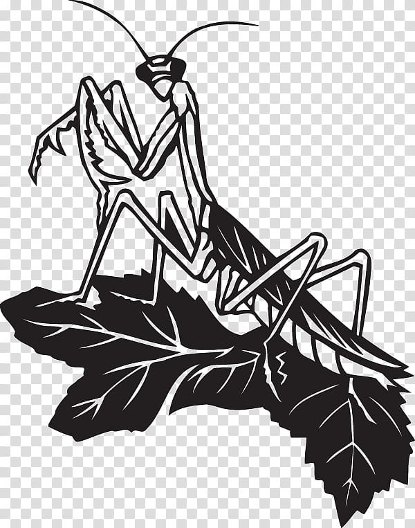 Tree Drawing, Insect, Mantis, Sticker, European Mantis, Black And White
, Plant, Leaf transparent background PNG clipart