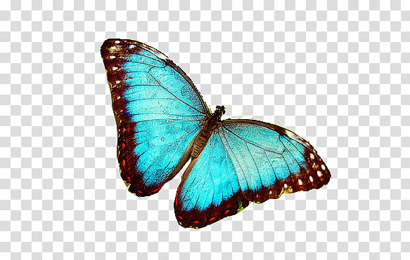 mariposas, teal and black butterfly illustration transparent background PNG clipart