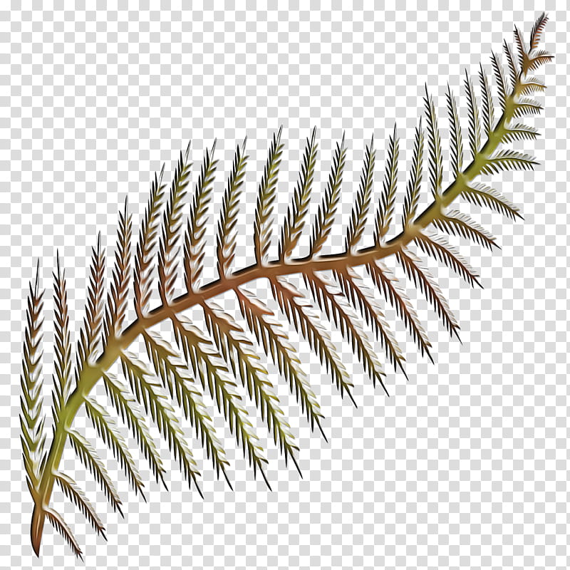 Fern, Bregner, Frond, Plants, Leaf, Vascular Plant, Terrestrial Plant, Oregon Pine transparent background PNG clipart