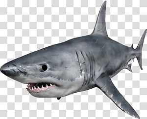 Great Inflate Transparent Background Png Cliparts Free Download Hiclipart - great white shark roblox