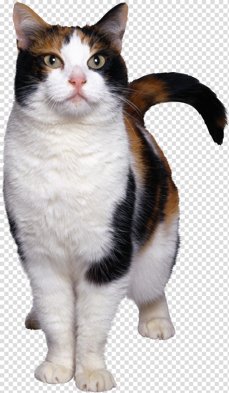 High Quality  Cats , white and orange cat transparent background PNG clipart