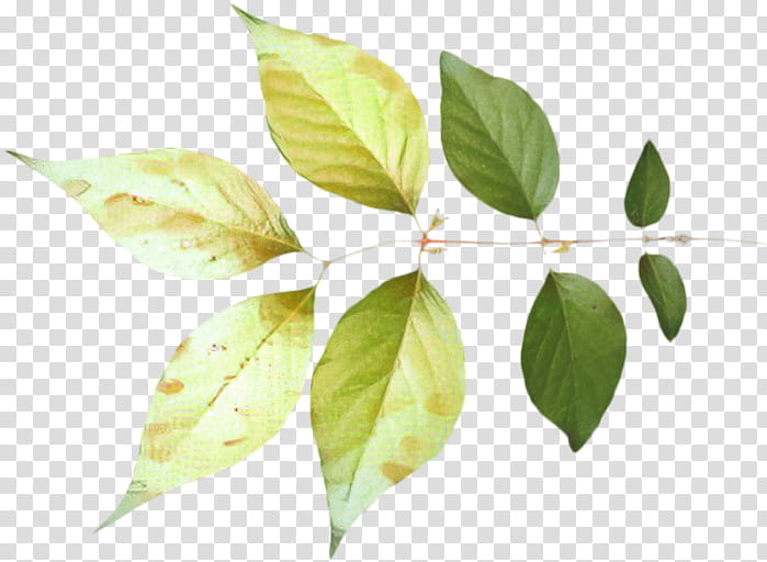 Basil Leaf, Flower, Plant, Tree, Branch, Mock Orange, Twig transparent background PNG clipart