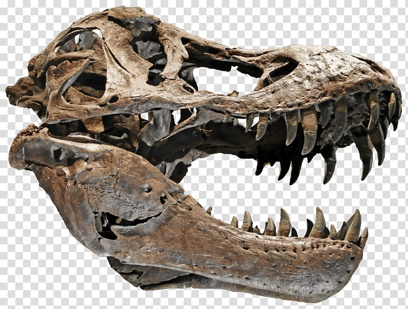 Tyrannosaurus Skull , brown skull transparent background PNG clipart