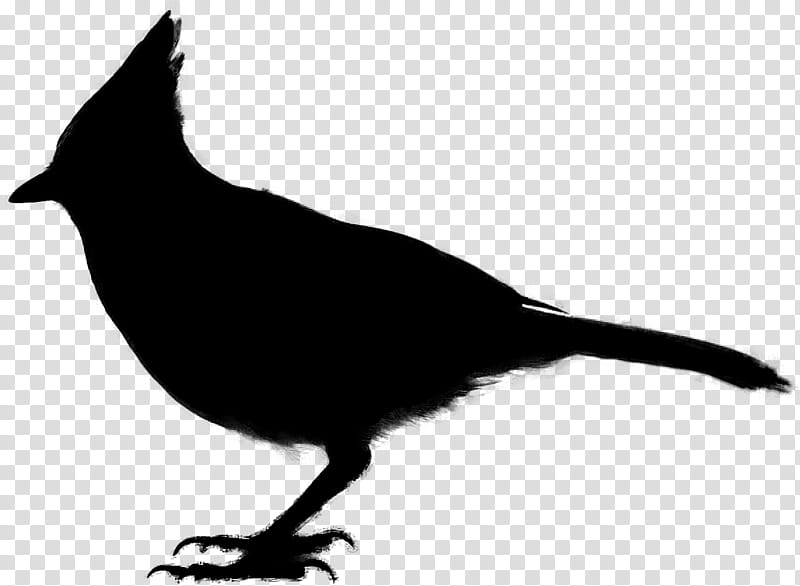 Bird Silhouette, Beak, Perching Bird, Bulbul, Tail, Blackandwhite, Songbird transparent background PNG clipart