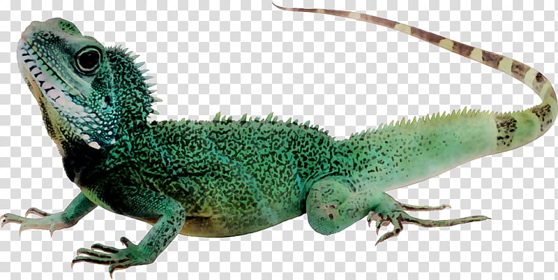 Chameleon, Lizard, Reptile, Komodo Dragon, Common Iguanas, Common House Gecko, Skink, Lepidosauria transparent background PNG clipart