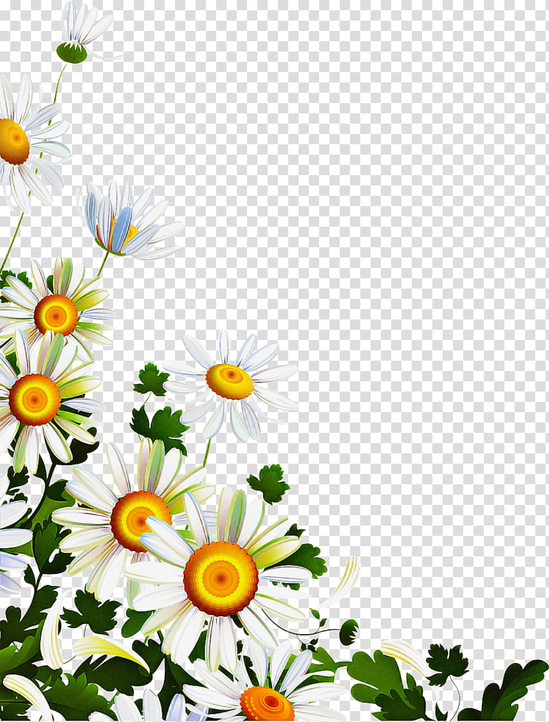 Flowers, Oxeye Daisy, Chrysanthemum, Roman Chamomile, Floral Design, Wildflower, Sunflower, Meadow transparent background PNG clipart