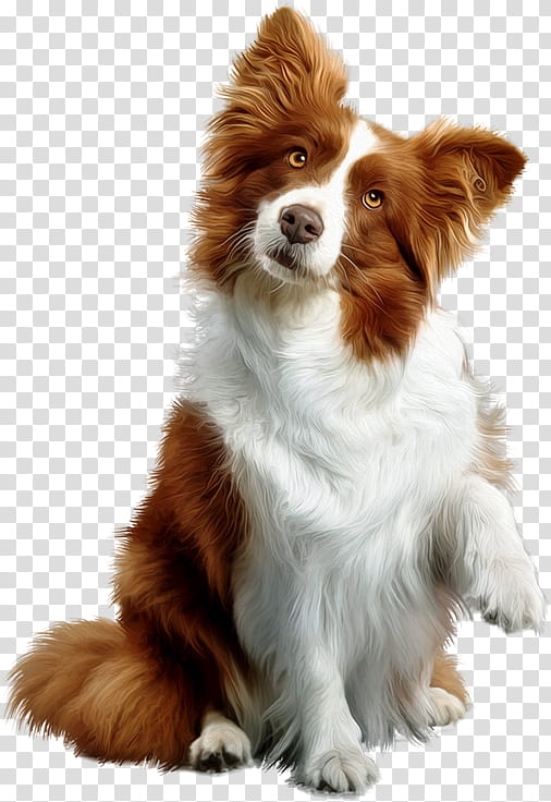 Golden Retriever, Rough Collie, Puppy, Labrador Retriever, Animal, Pet, Companion Dog, Border Collie transparent background PNG clipart