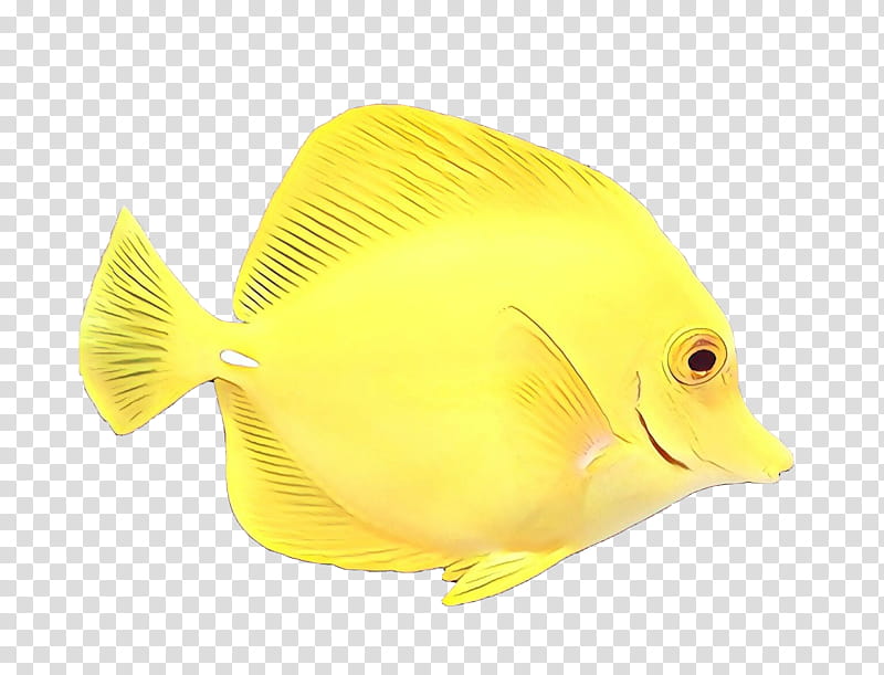 fish fish pomacanthidae yellow butterflyfish, Holacanthus, Pomacentridae, Fin, Bonyfish, Rock Beauty transparent background PNG clipart