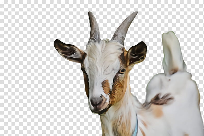 goat goats goat-antelope cow-goat family antelope, Goatantelope, Cowgoat Family, Wildlife, Feral Goat, Chamois, Horn, Live transparent background PNG clipart