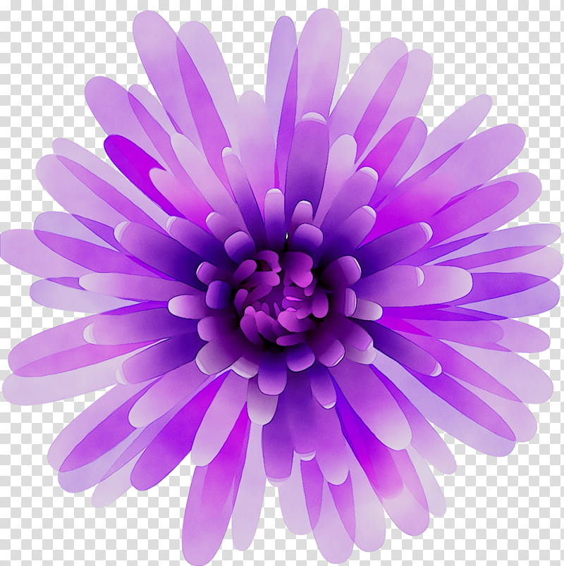 Pink Flower, Chrysanthemum, Violet, Purple, Petal, Lavender, Plant, Lilac transparent background PNG clipart