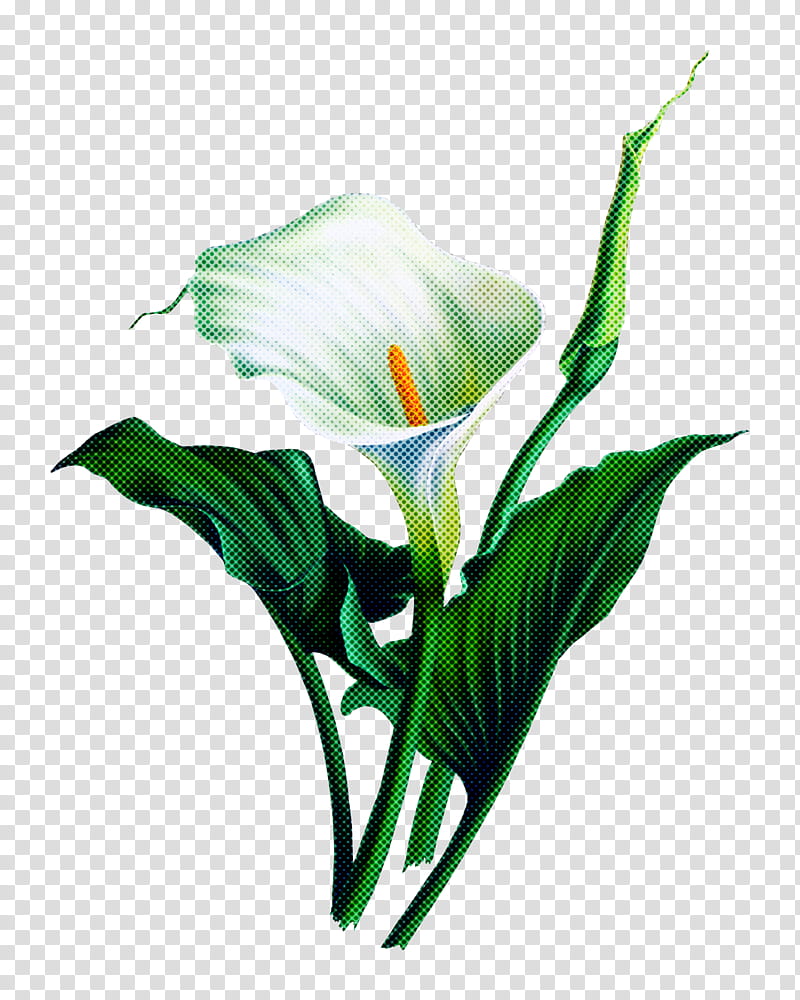 flower plant giant white arum lily arum petal, Cut Flowers, Anthurium, Arum Family, Alismatales, Plant Stem transparent background PNG clipart