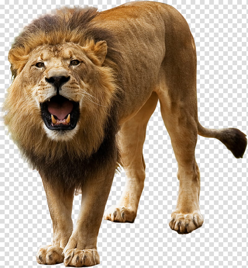 lion masai lion wildlife roar transparent background PNG clipart